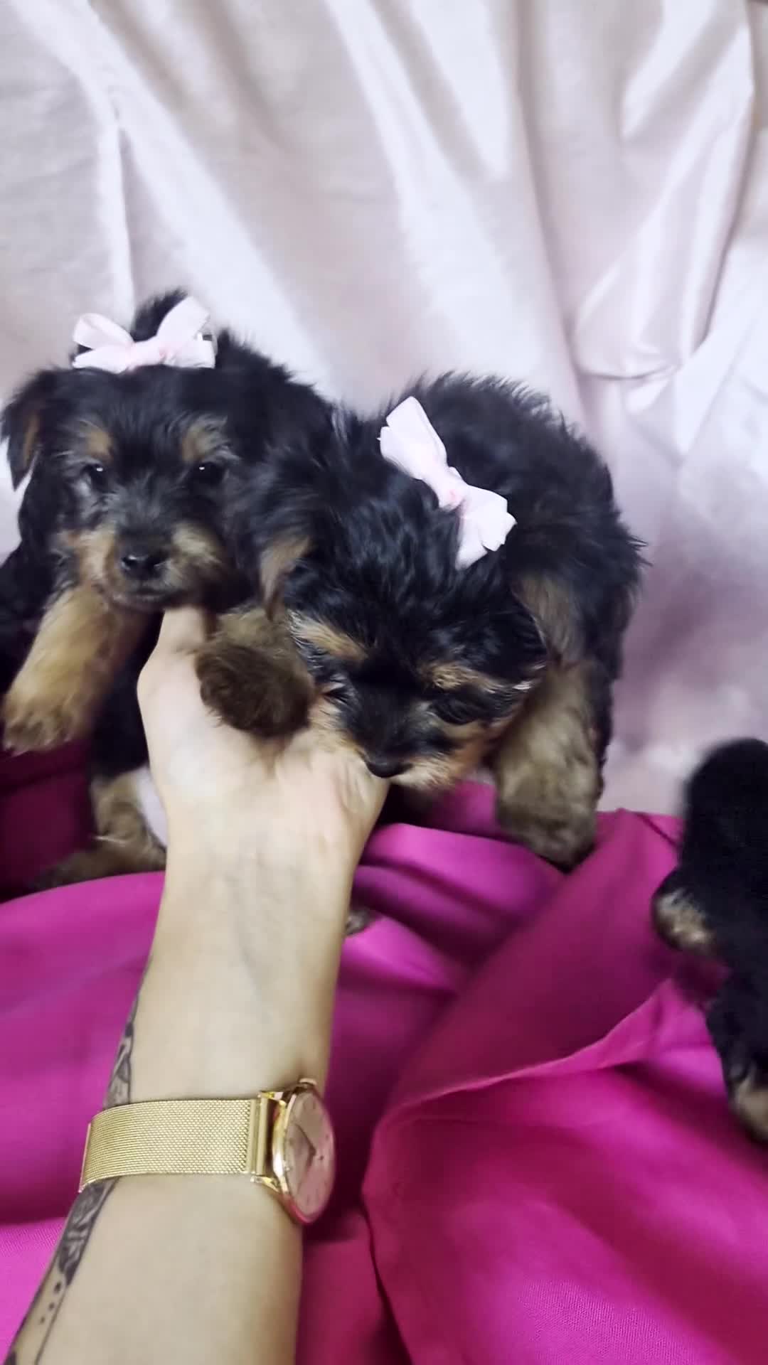 Yorkshire Terrier dogs for sale: Last girl yorkshire terrier - Video 1