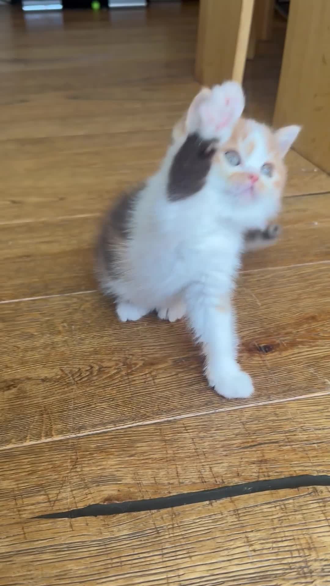 British Shorthair cats for sale: Stunning Pedigree BSH  - Video 3