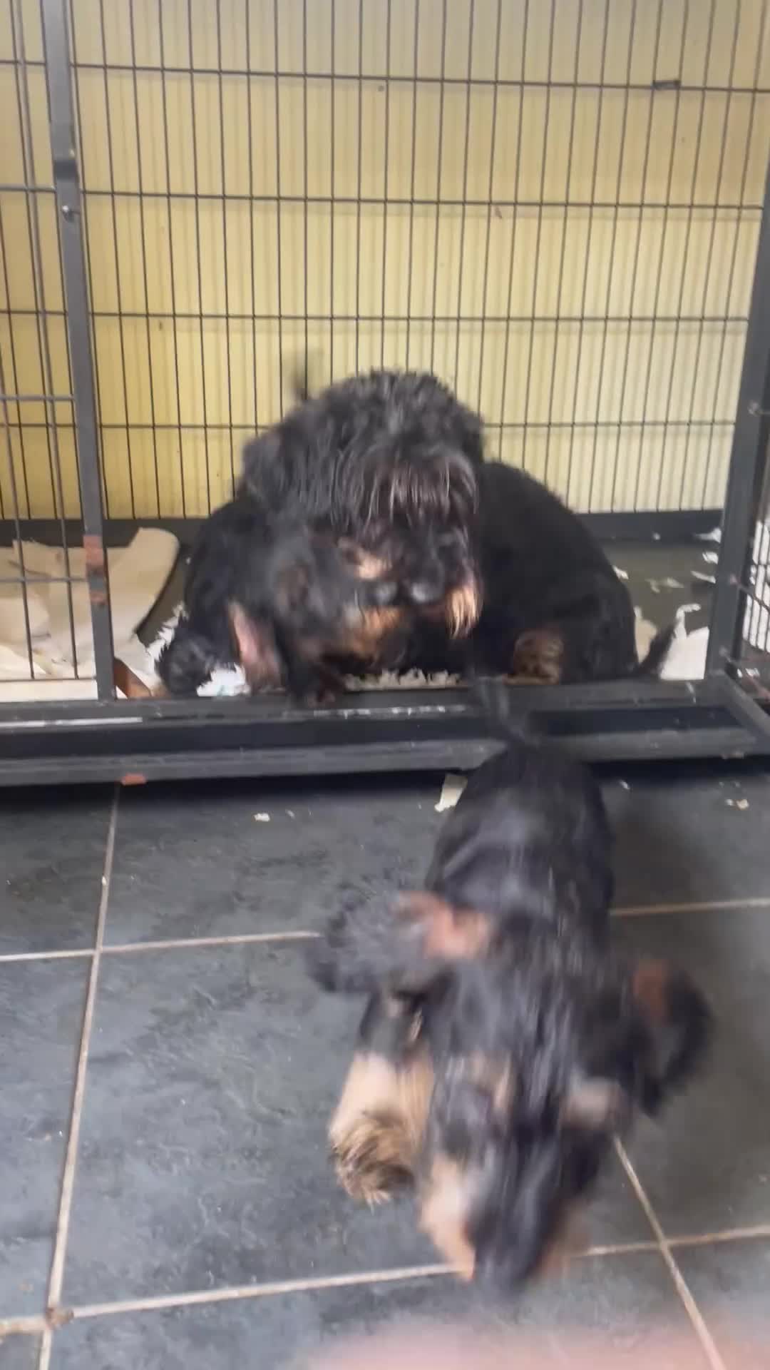 Dachshund dogs for sale: BLACK & TAN DAPPLE WIRE HAIRED - Video 3