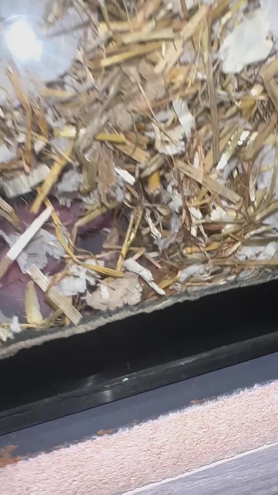 Gerbil rodents for sale: Gerbils in need of a home - Video 4