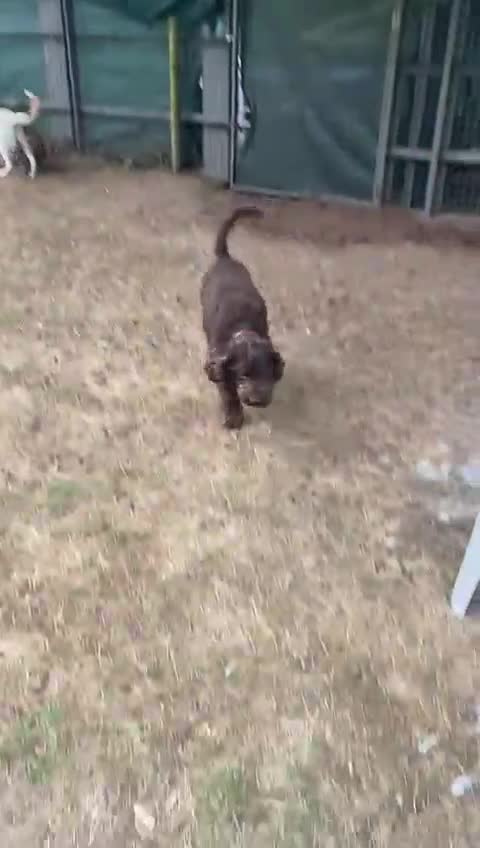 Lagotto Romagnolo dogs for adoption: DEXTER - a superb Lagotto boy for a Loving Home - Video 3
