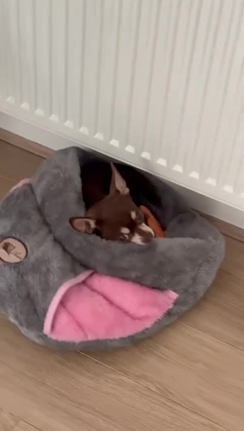 Chihuahua dogs for stud: Mr Samba  - Video 1