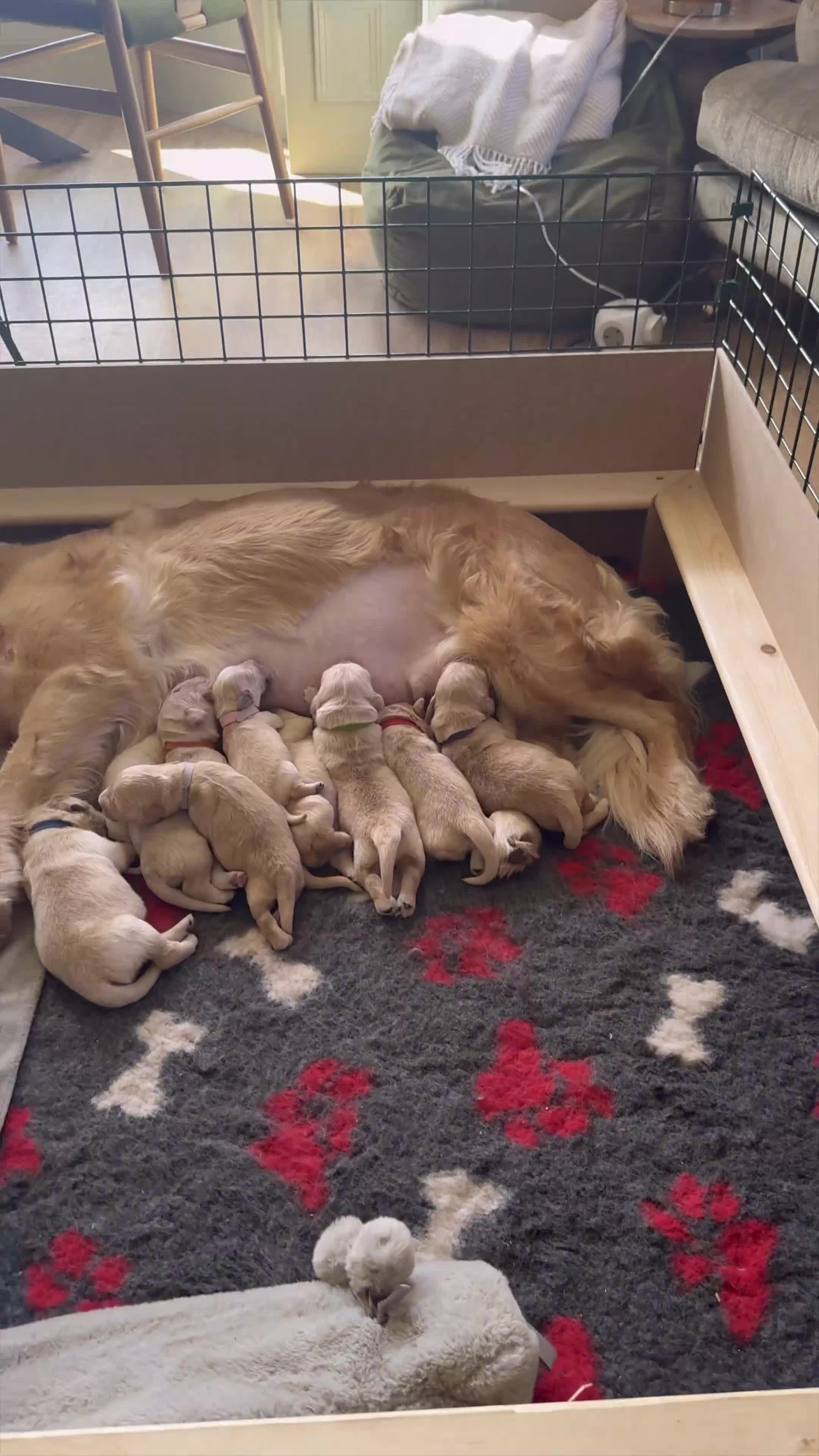 Golden Retriever dogs for sale: Beautiful golden retriever pups - Video 1