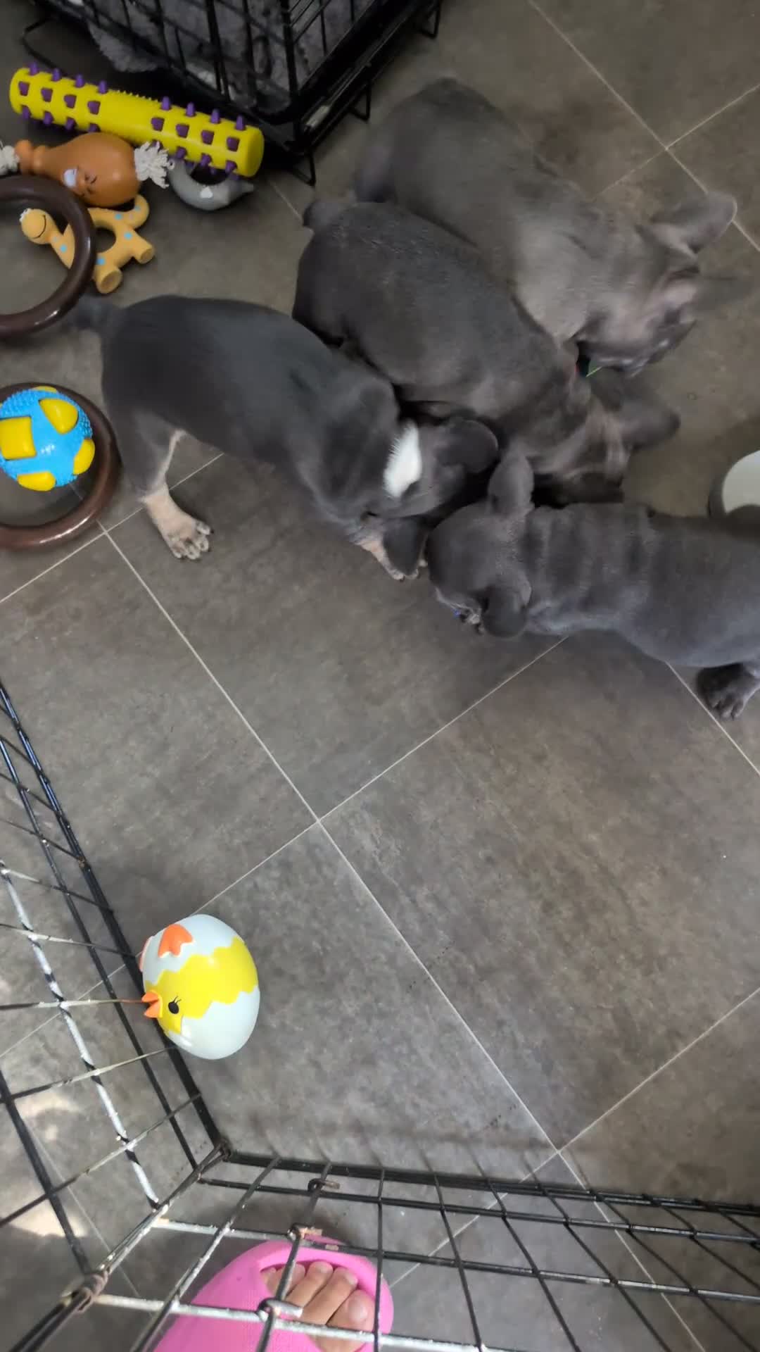 French Bulldog dogs for sale: Stunning French bulldog puppies 🐕 - Video 4