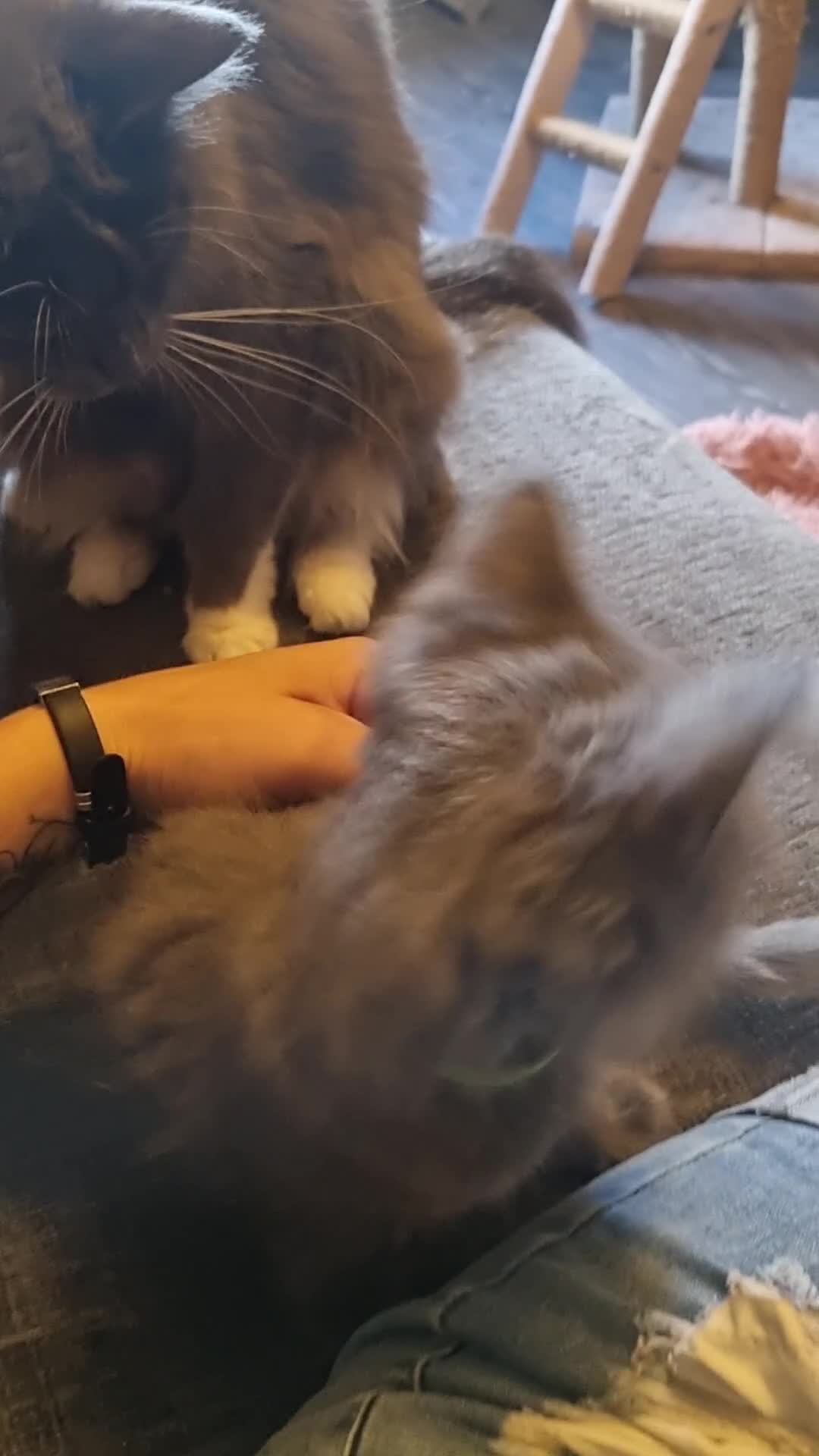 Maine Coon cats for sale: READY NOW... GCCF Main Coon kittens - Video 2