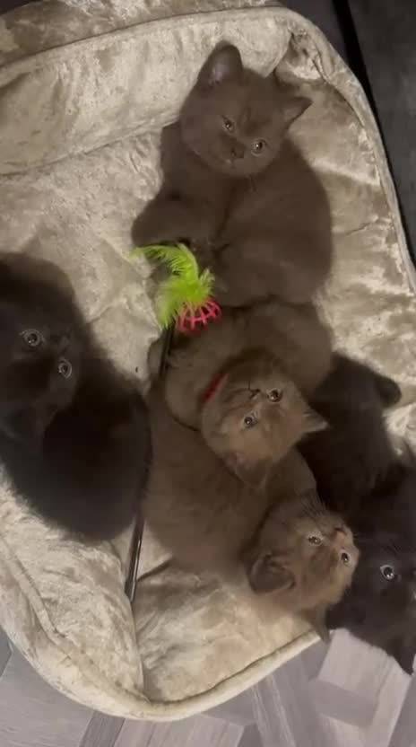 British Shorthair cats for sale: GCCF Registered Chocolate BSH kittens  - Video 1