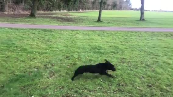 Cocker Spaniel dogs for stud: ⭐️⭐️Health Tested Black Cocker Stud⭐️⭐️ in Malmesbury - Video 1