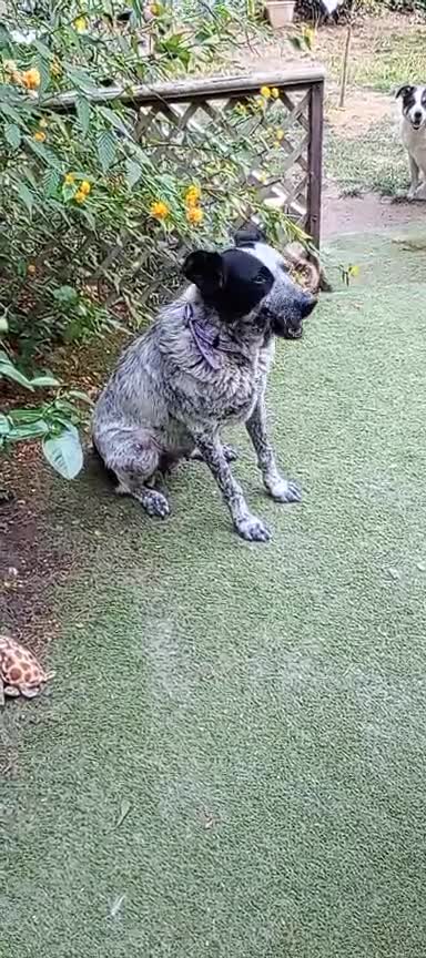 Mixed Breed dogs for adoption: 🐾 Molly is Looking for Her Forever Home 🐾 - Video 1
