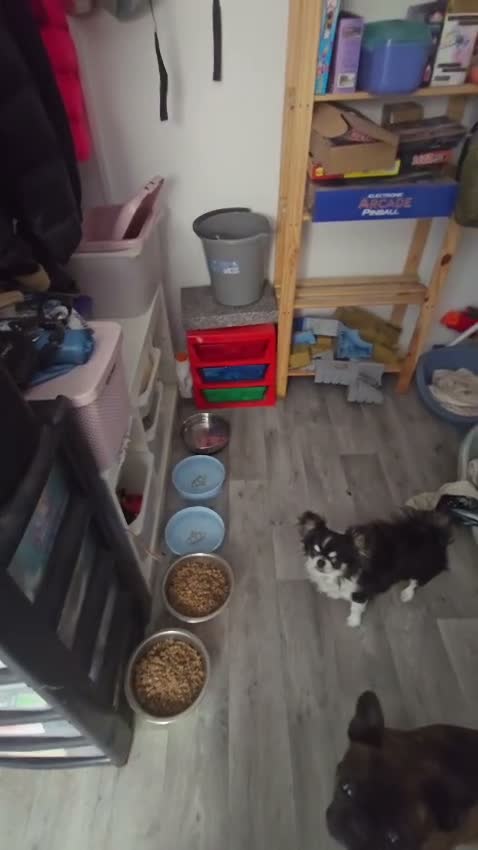 Chihuahua dogs for sale: He is called Rocky 😂 - Video 1