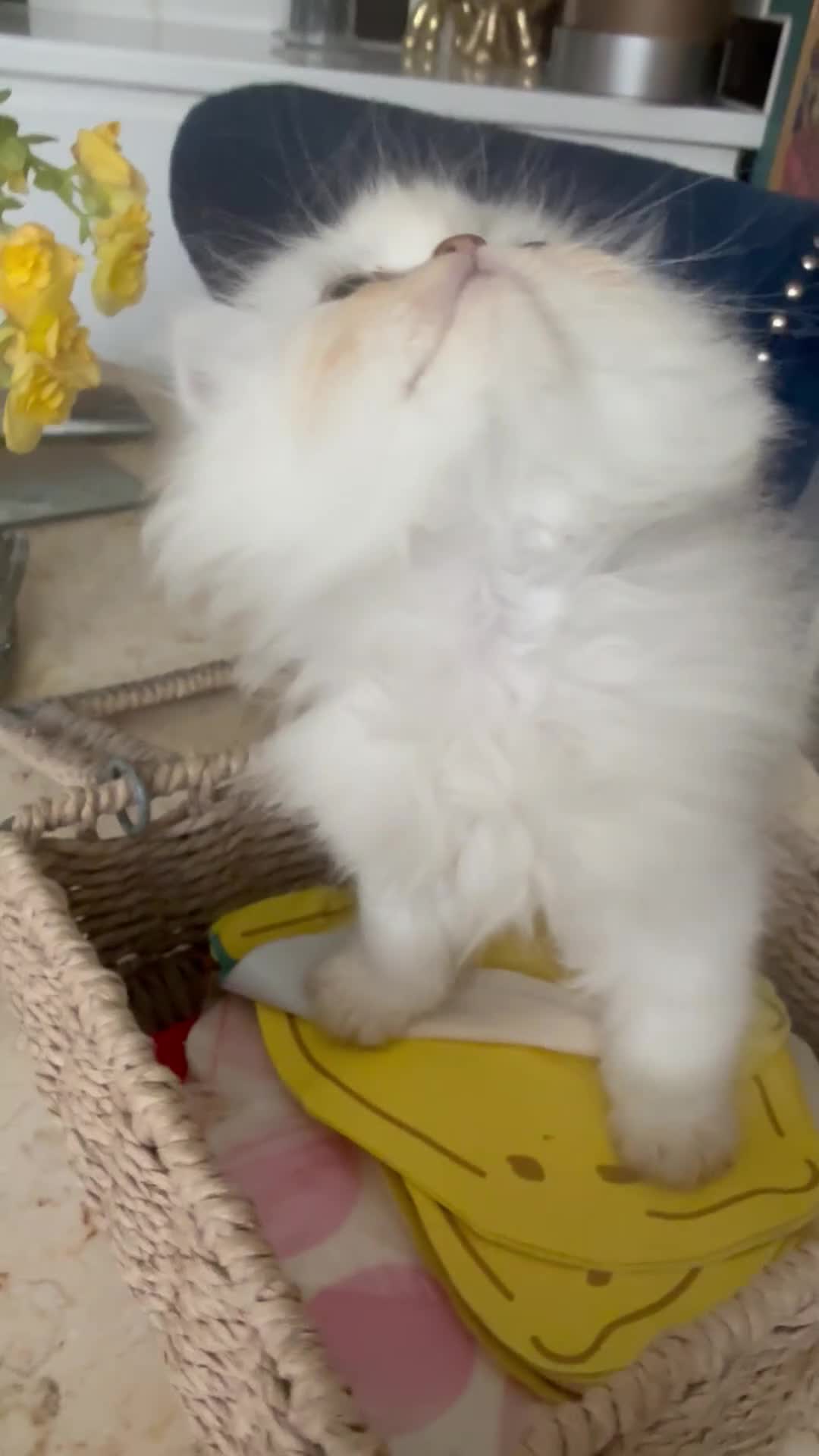 Persian cats for sale: Confident Pure bred silver chinchilla Persian - Video 1
