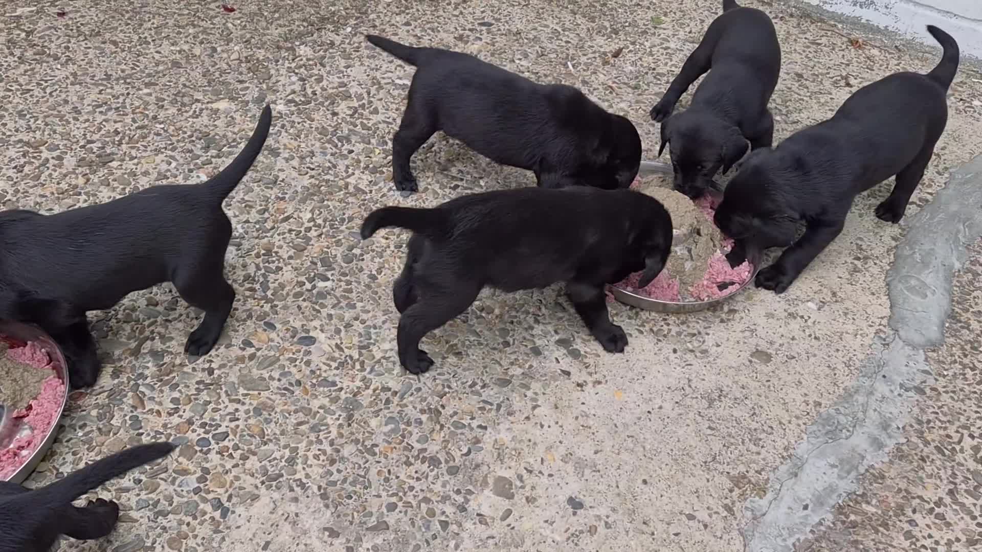 Labrador Retriever dogs for sale: Field Trial Champion Sired Labrador Puppies in Cardigan - Video 1