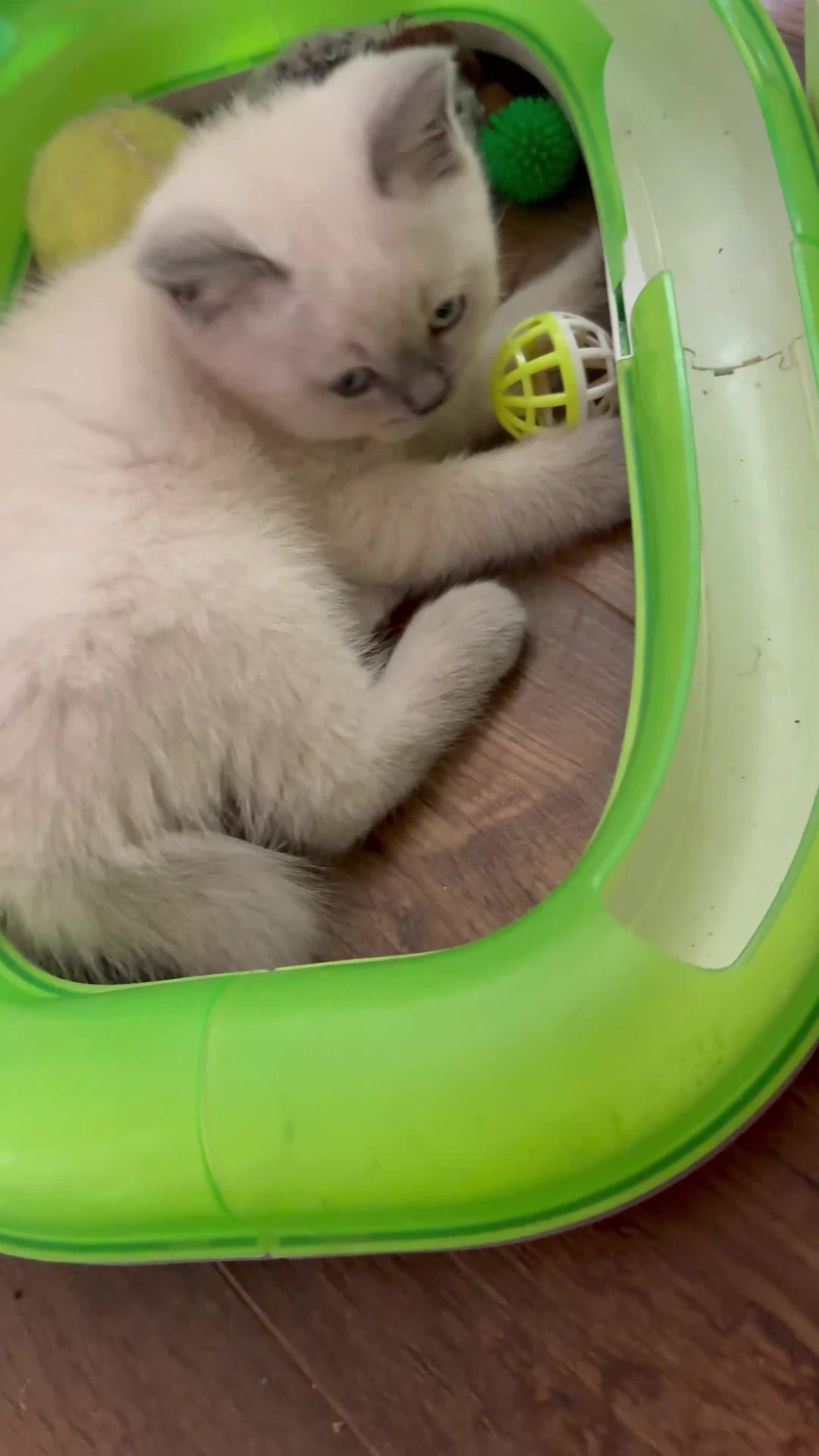 British Shorthair cats for sale: BSH Blue, White rare, Cream, Grey adorable kittens - Video 2