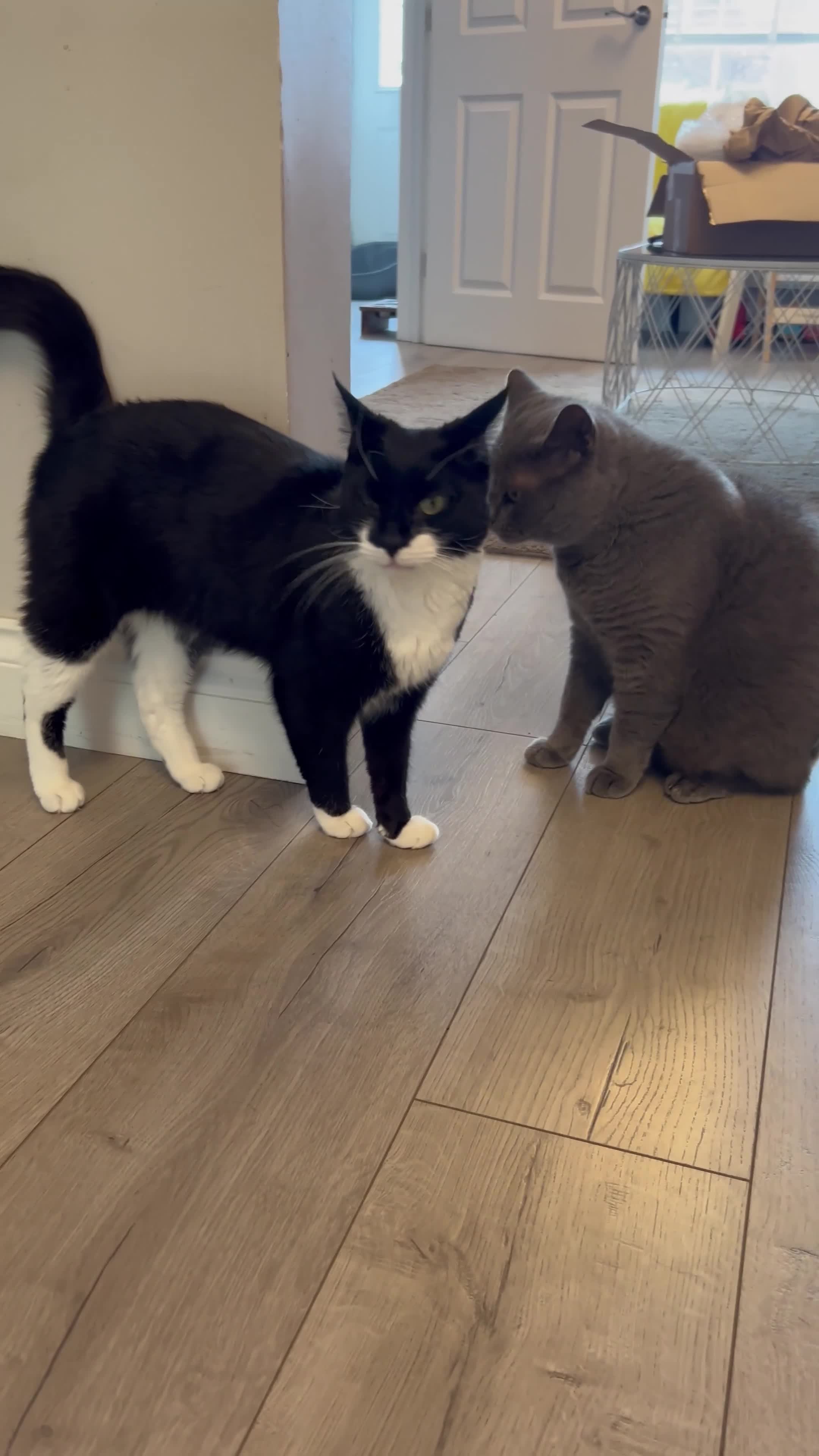 British Shorthair cats for sale: British Shorthair & DSH - Bonded House Cats - Video 1