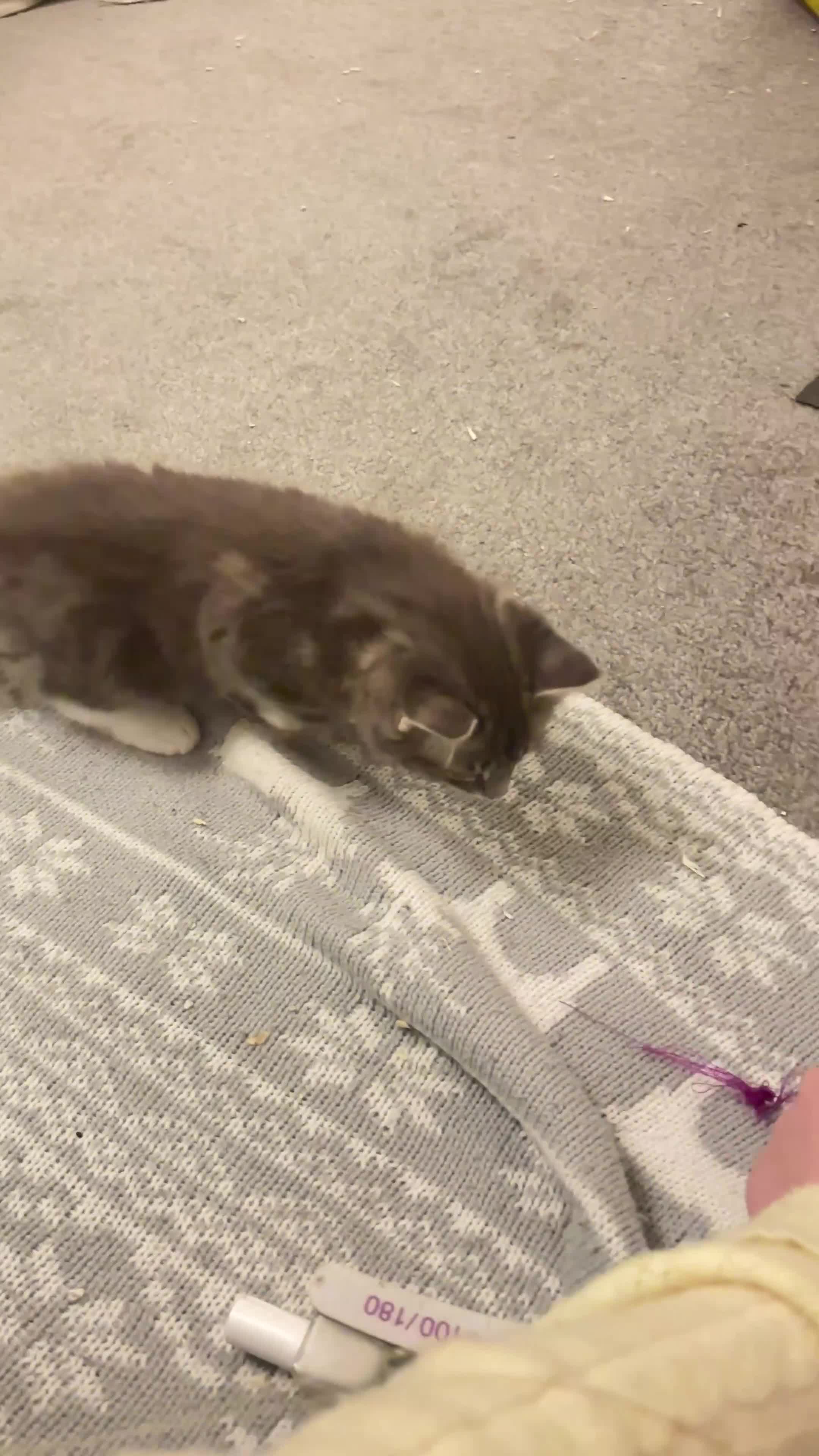 British Longhair cats for sale: 1 Fluffy kitten - Video 1