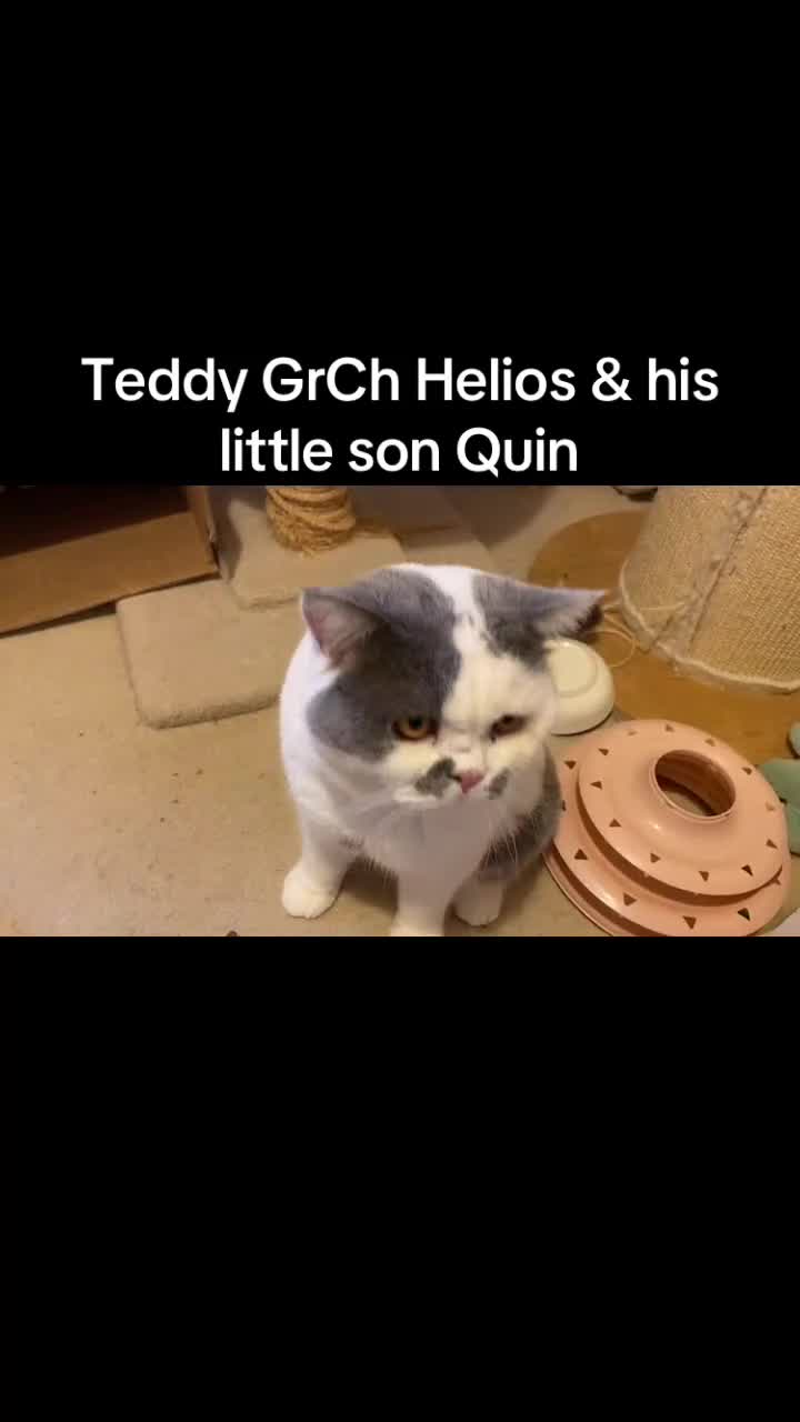 British Shorthair cats for sale: Last Remaining GCCF BSH Kitten – Ready Now! - Video 2