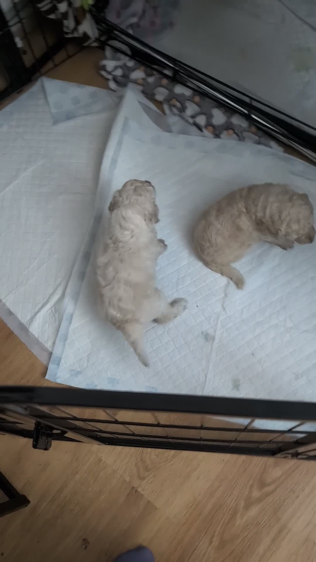 Mixed Breed dogs for sale: Exceptional moyen poodle puppies  - Video 1
