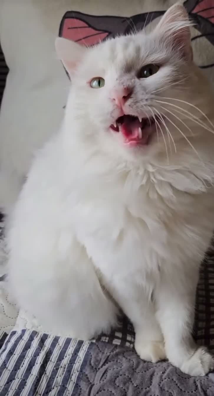 Mixed Breed cats for sale: Darling Dove  - Video 1