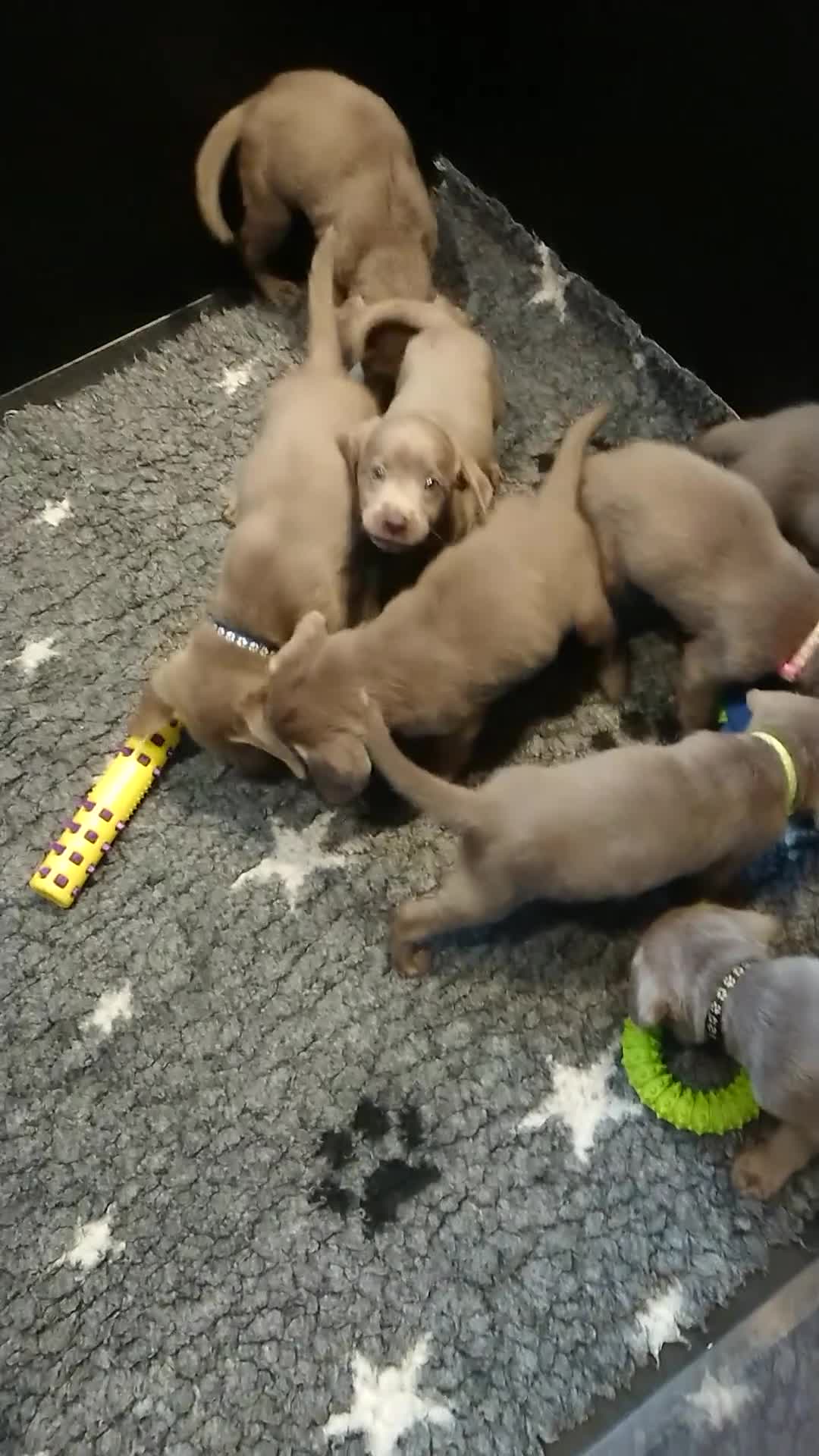 Labrador Retriever dogs for sale: KC Reg Labradors Fully Health Tested - Video 2
