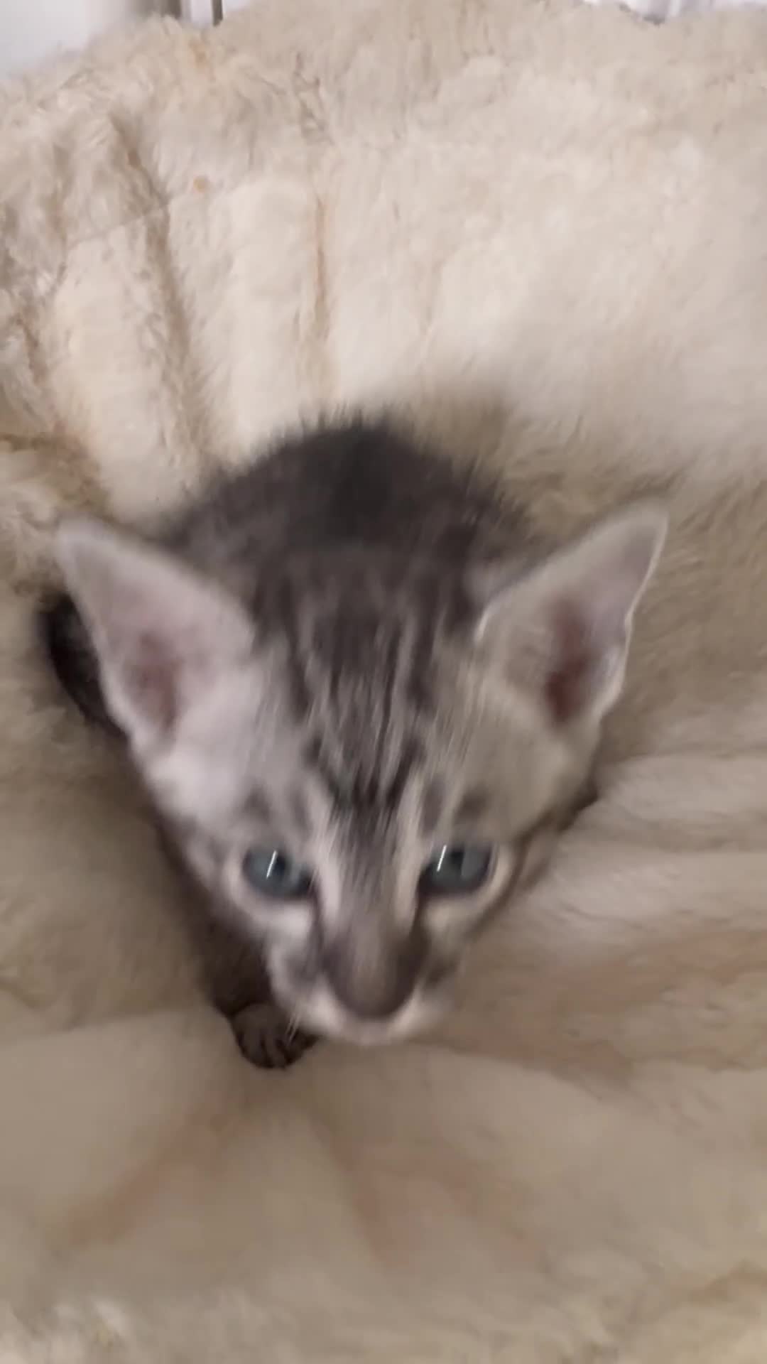 Savannah cats for sale: Gorgeous Female SBT kittens - Video 1