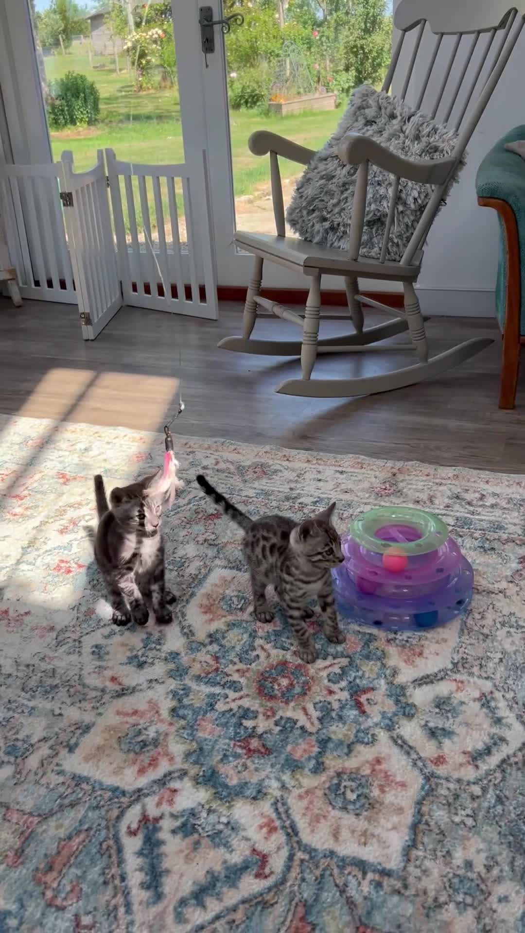 Bengal cats for sale: Stunning full marbled Bengal - Video 3