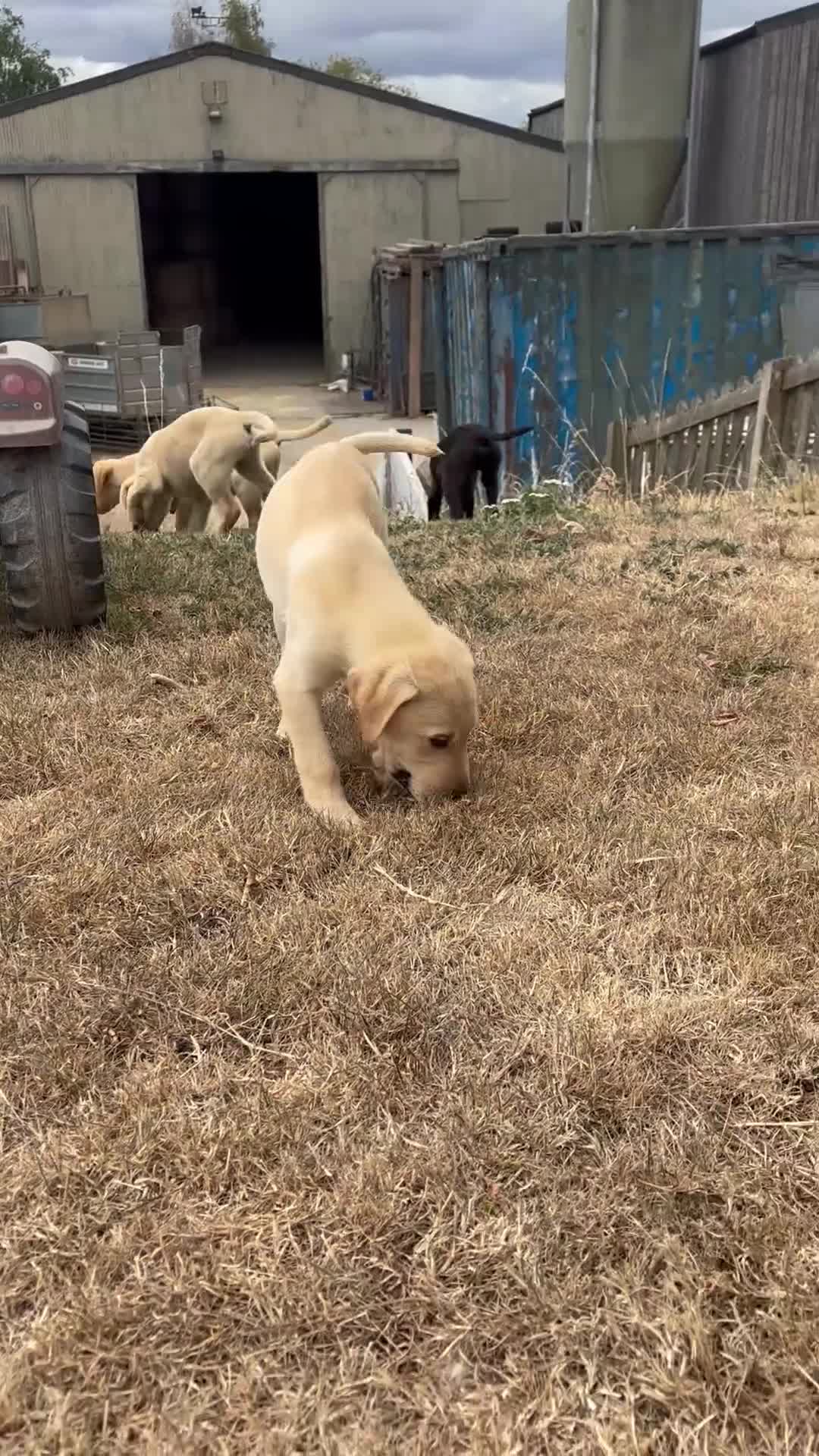 Labrador Retriever dogs for sale: KC Reg Health Tested Pedigree Labrador pups - Video 1