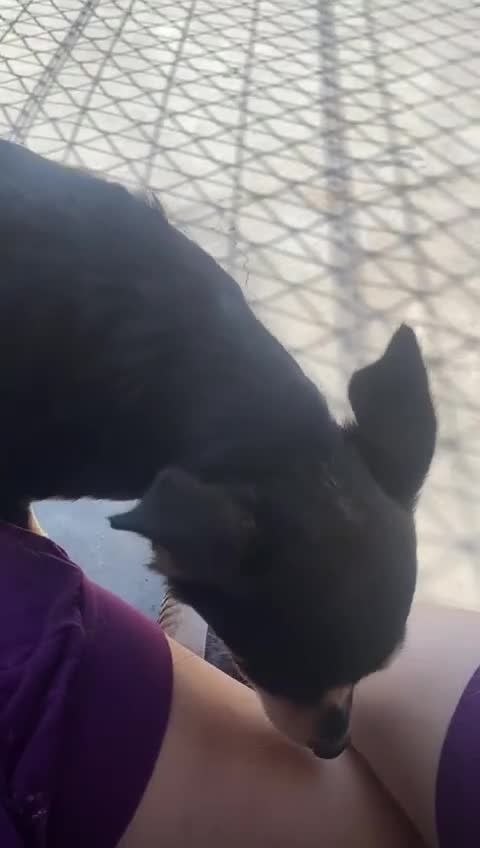 Mixed Breed dogs for adoption: Margot, 10+ yrs. Available for adoption  - Video 4