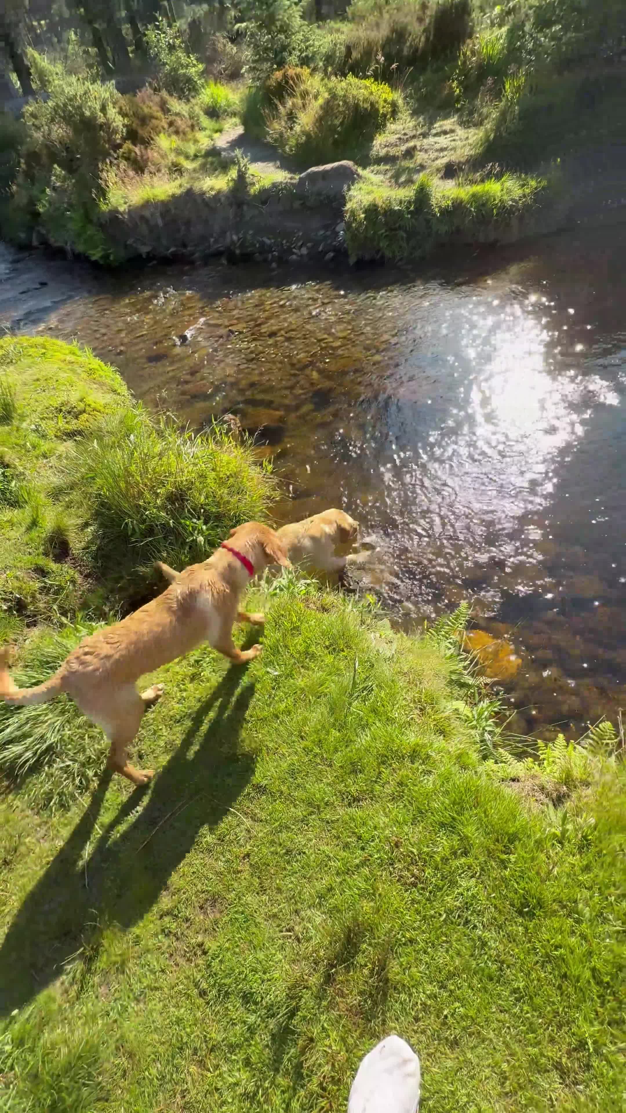 Labrador Retriever dogs for stud: Golden Labrador Stud – 3 Years Old - Video 1