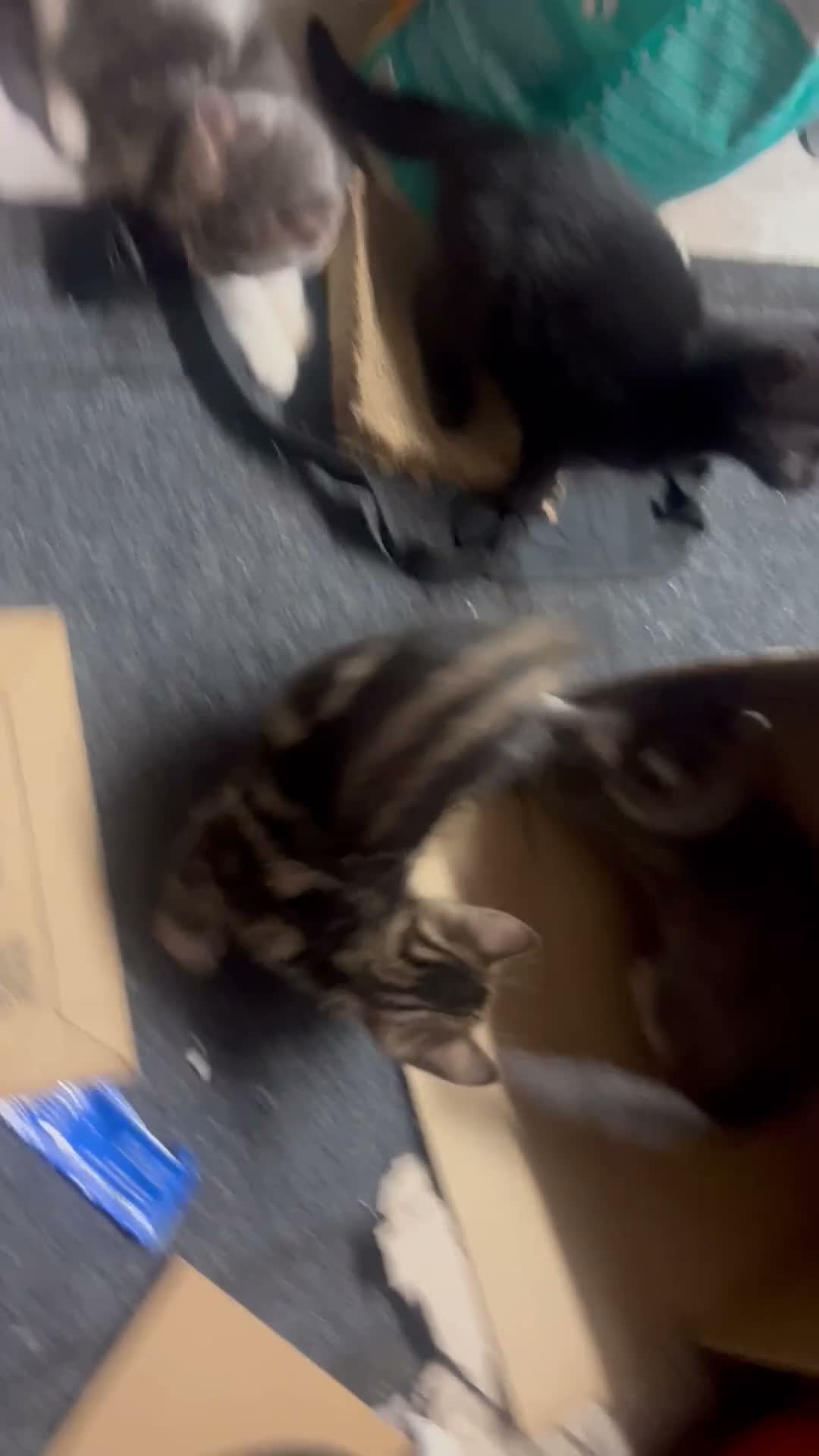 Domestic Shorthair cats for sale: 4 Gorgeous Kittens-READY NOW - Video 1