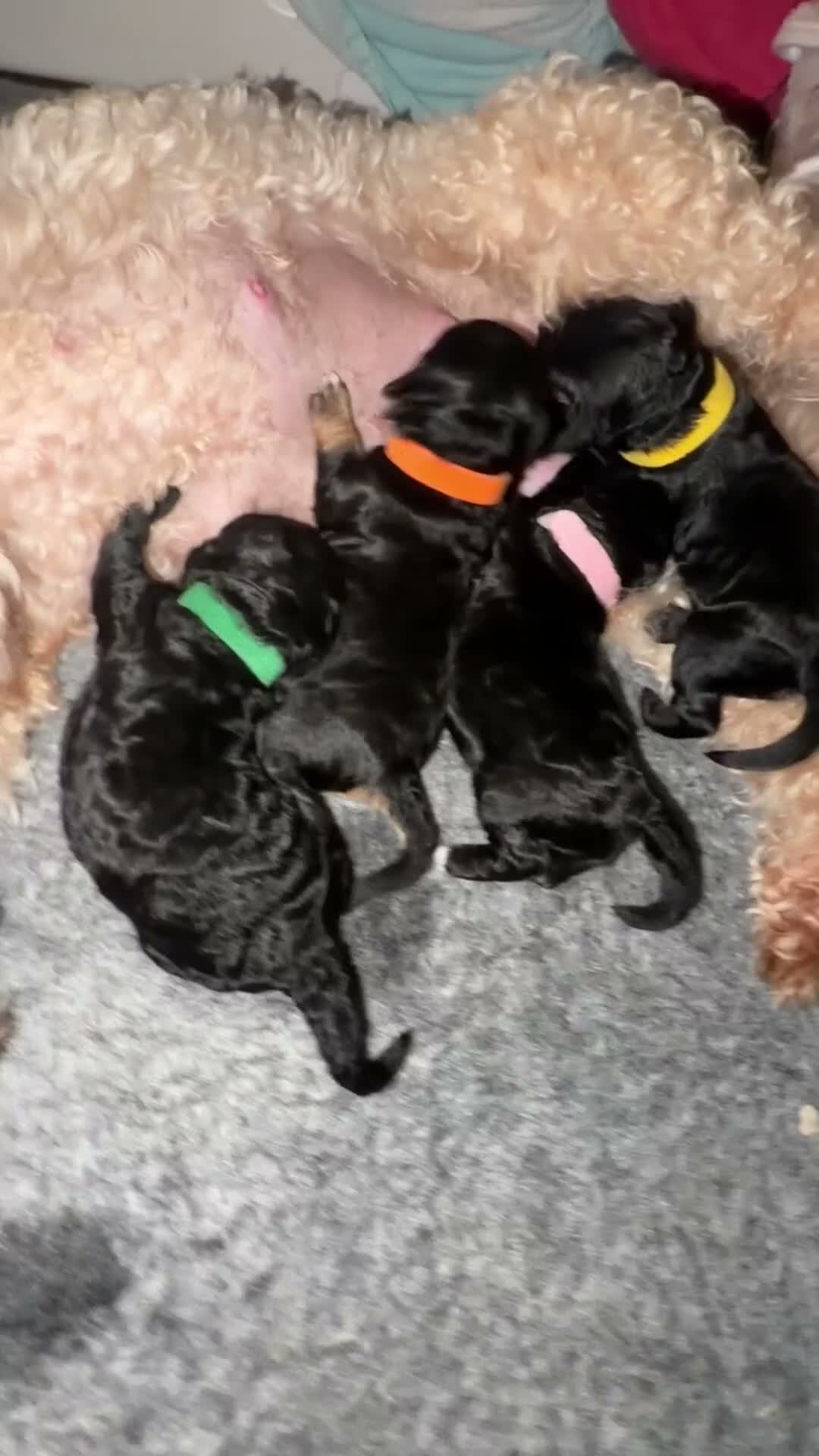 Cavapoochon dogs for sale: Cavapoochon  - Video 2