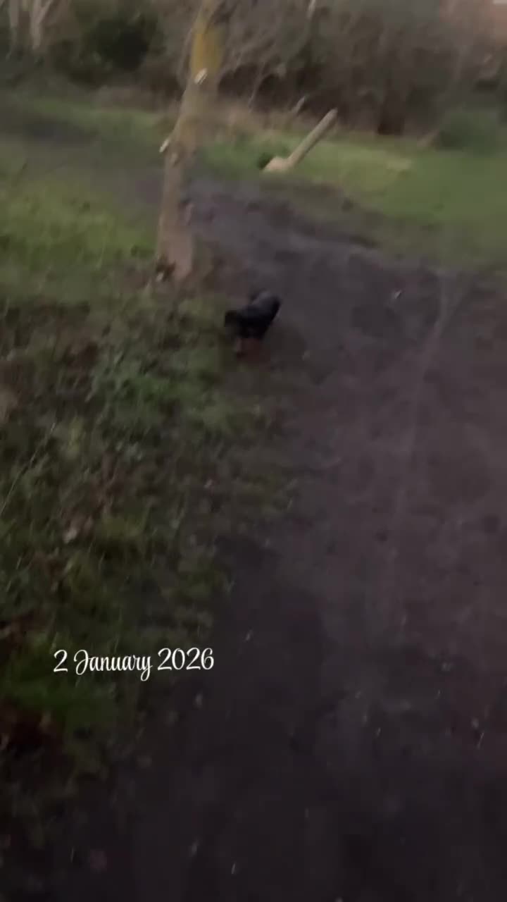 Dachshund dogs for sale: Meet slinky the dashund  - Video 1