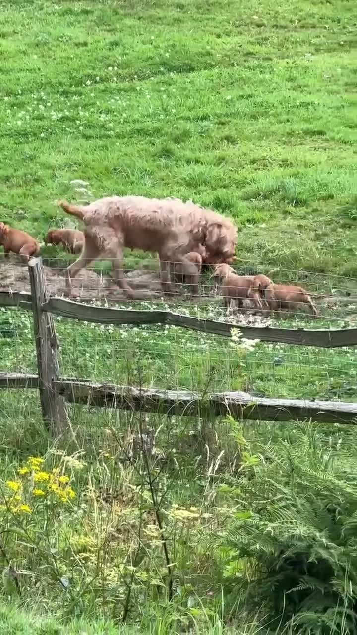 Hungarian Vizsla dogs for sale: Hungarian WIREHAIRED VIZSLA puppies KC reg'd  - Video 1
