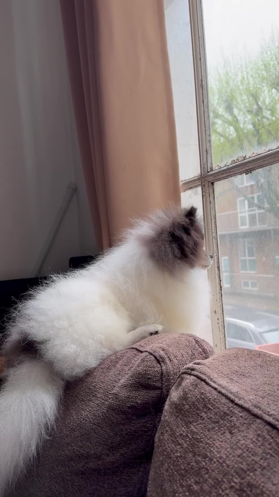Pomeranian dogs for stud: Proven Pomeranian Stud Yoshi❤️ - Video 1