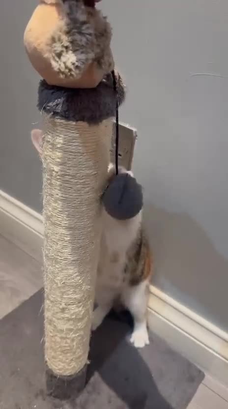 Mixed Breed cats for sale: CALICO GIRL KITTEN  - Video 1