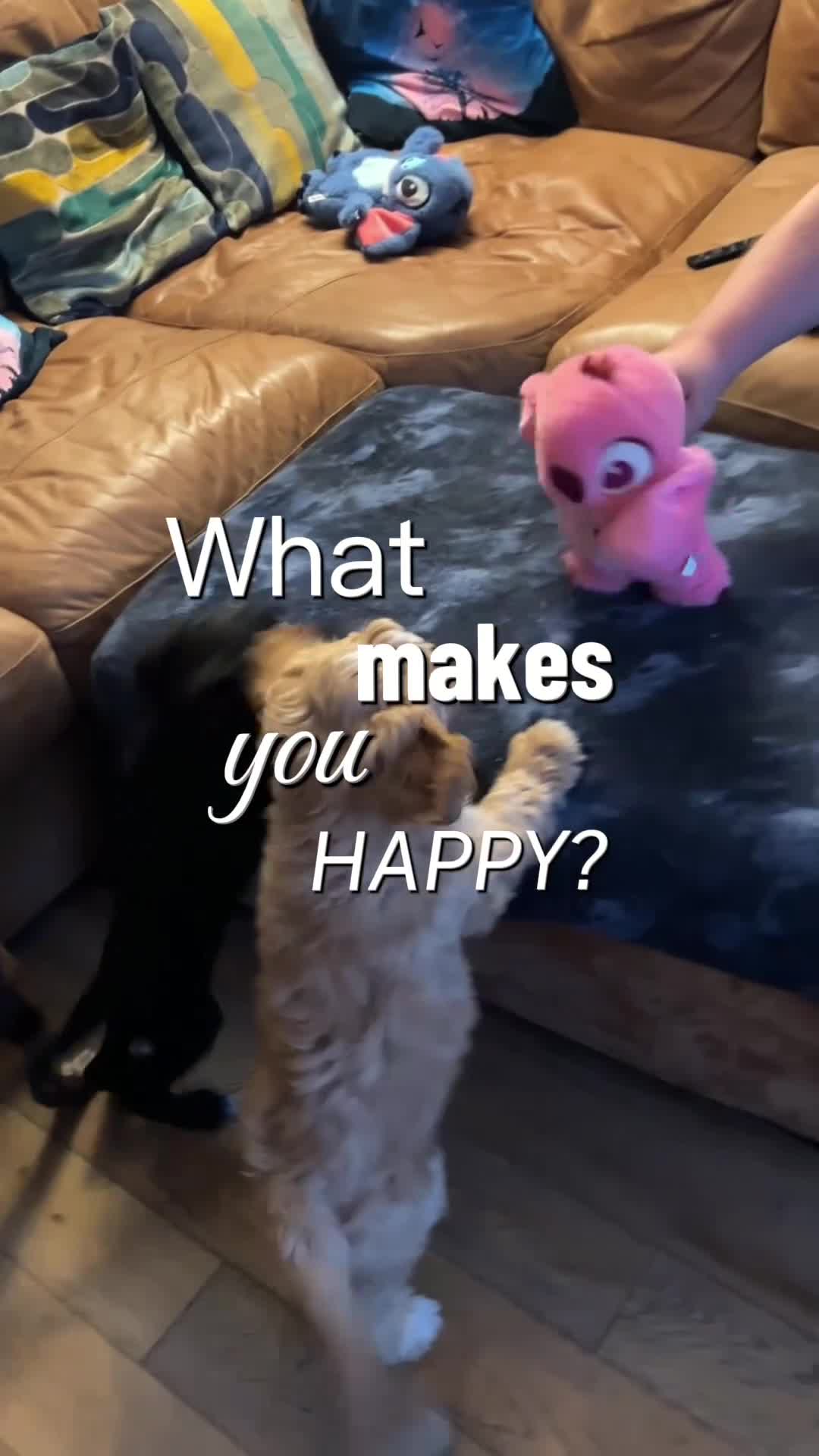 Sproodle dogs for sale: 💝💙DNA tested healthy 2 Sproodle Puppies Left  🏡 - Video 1