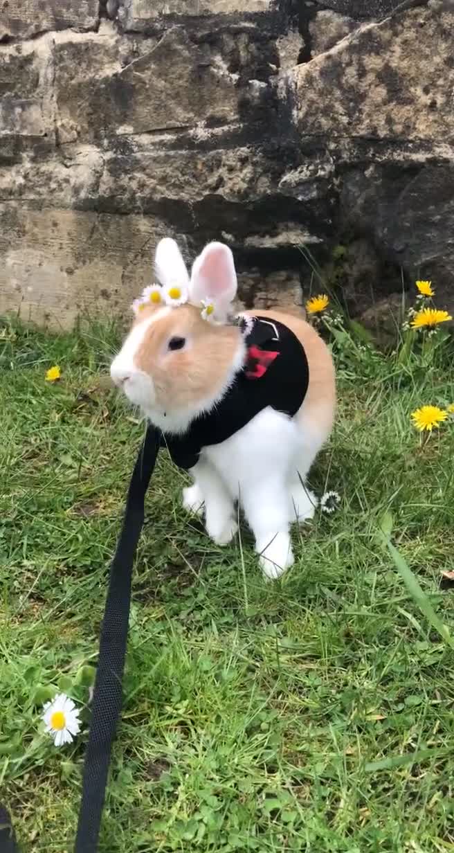 Netherland Dwarf rabbits for sale: Nertherland Dwarf/Dutch Rabbit - Read Description  - Video 1