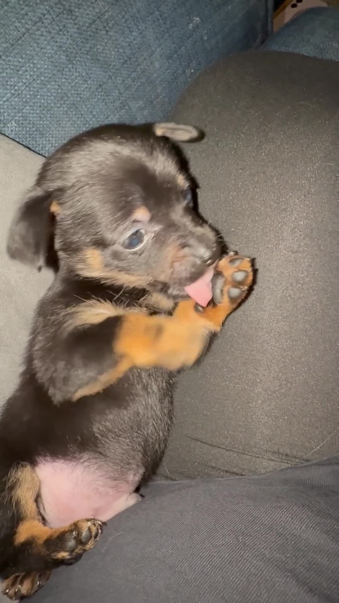 Mixed Breed dogs for sale: Doxipoo puppy  - Video 2