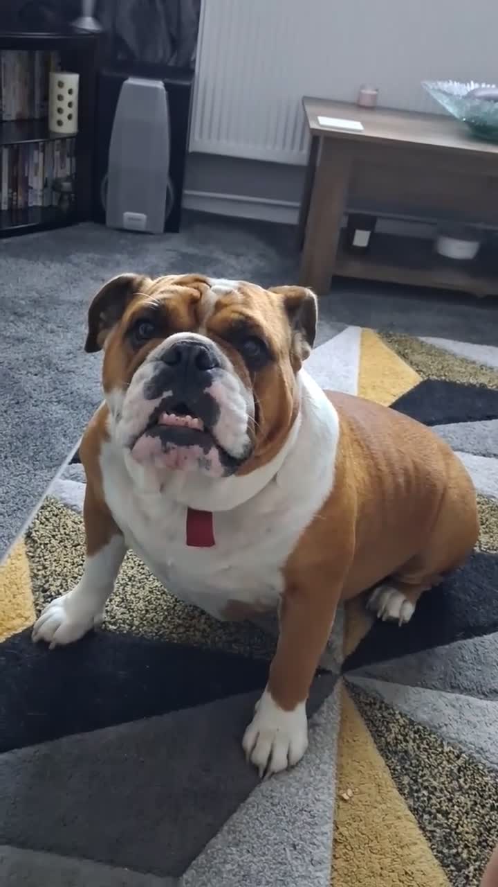 Mixed Breed dogs for sale: Bulldog  in Dagenham - Video 1