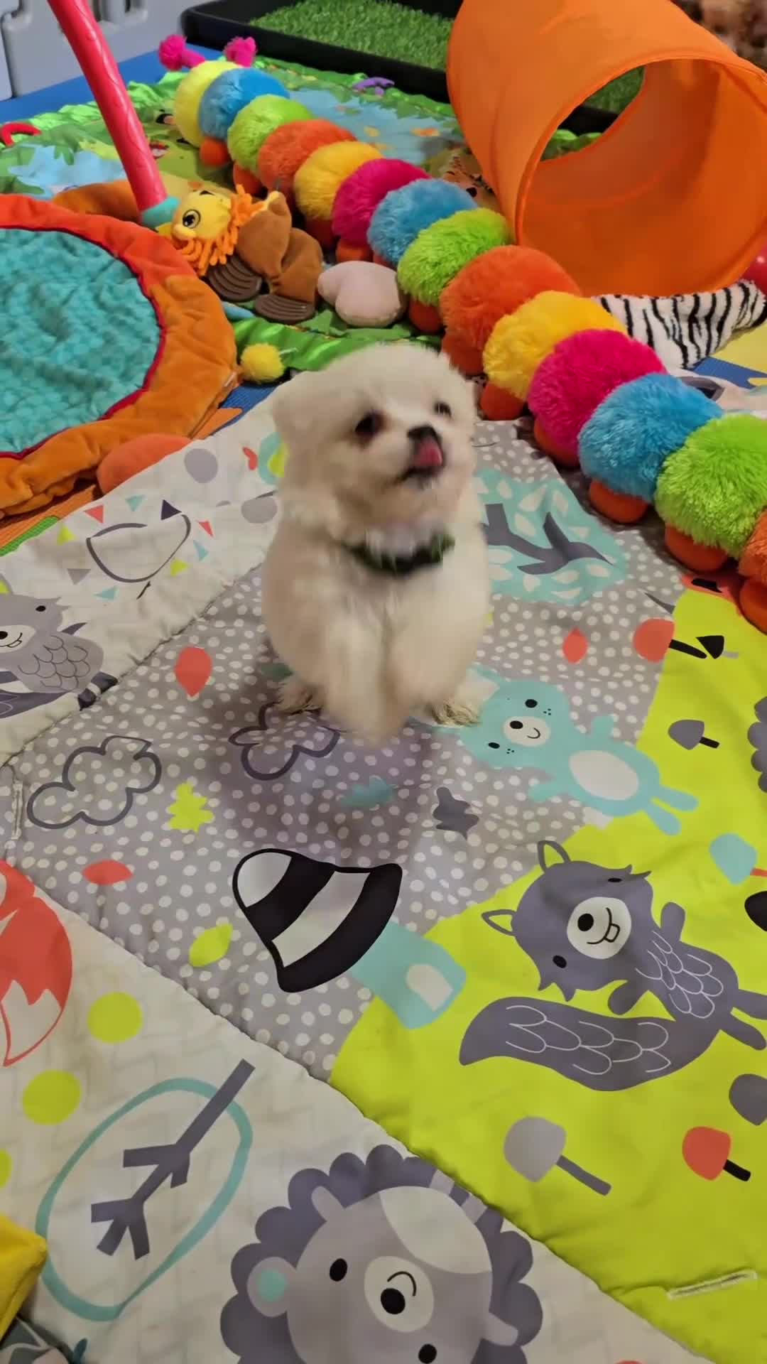 Mixed Breed dogs for sale: Malchi puppy health tested parents 1 boy available - Video 2