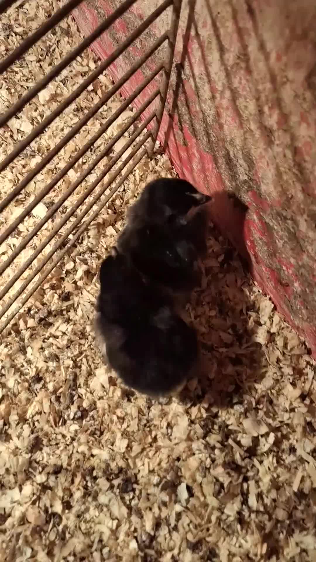 Chickens poultry for sale: Pekin bantom chicks - Video 1