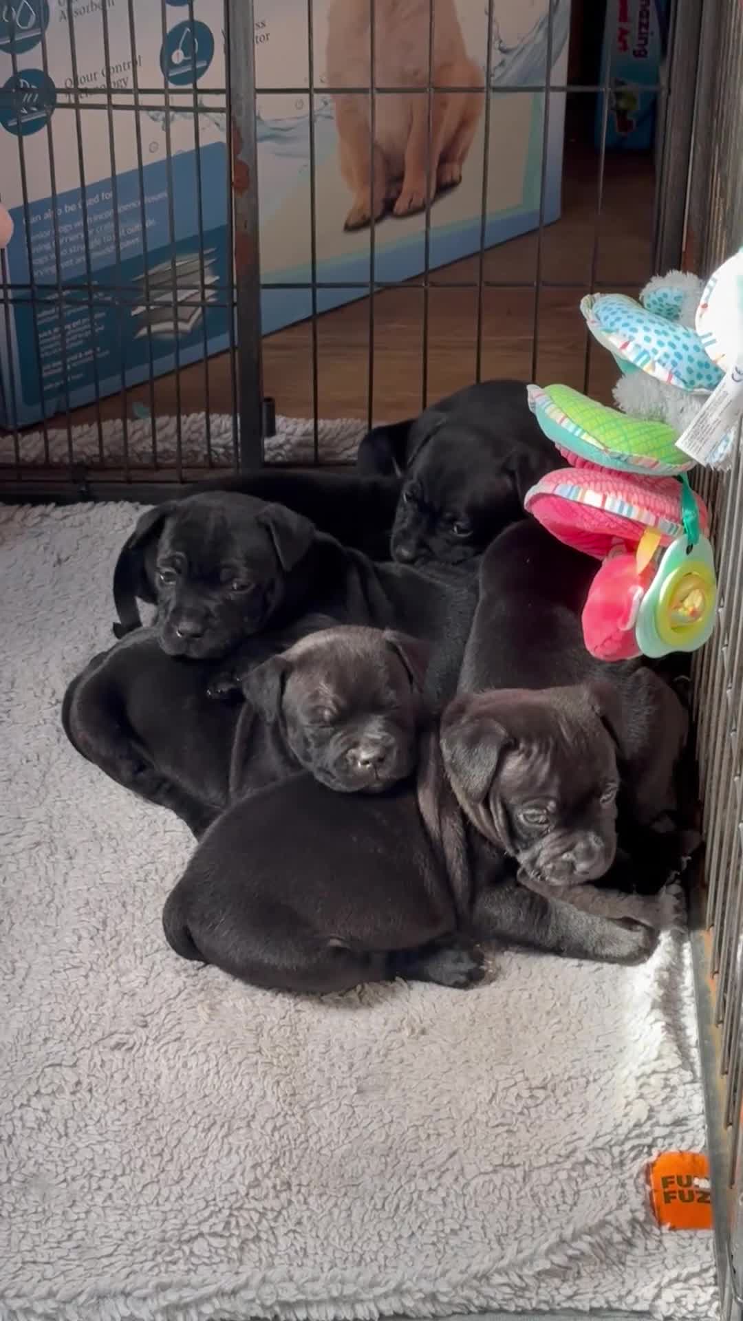 Staffordshire Bull Terrier dogs for sale: Ready to leave 23rd, staffy puppys(great quality)  - Video 2