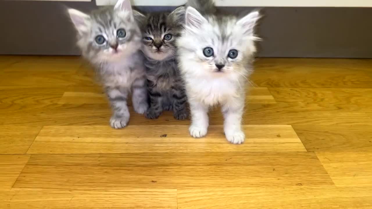 British Longhair cats for sale: British long hair kittens  - Video 1