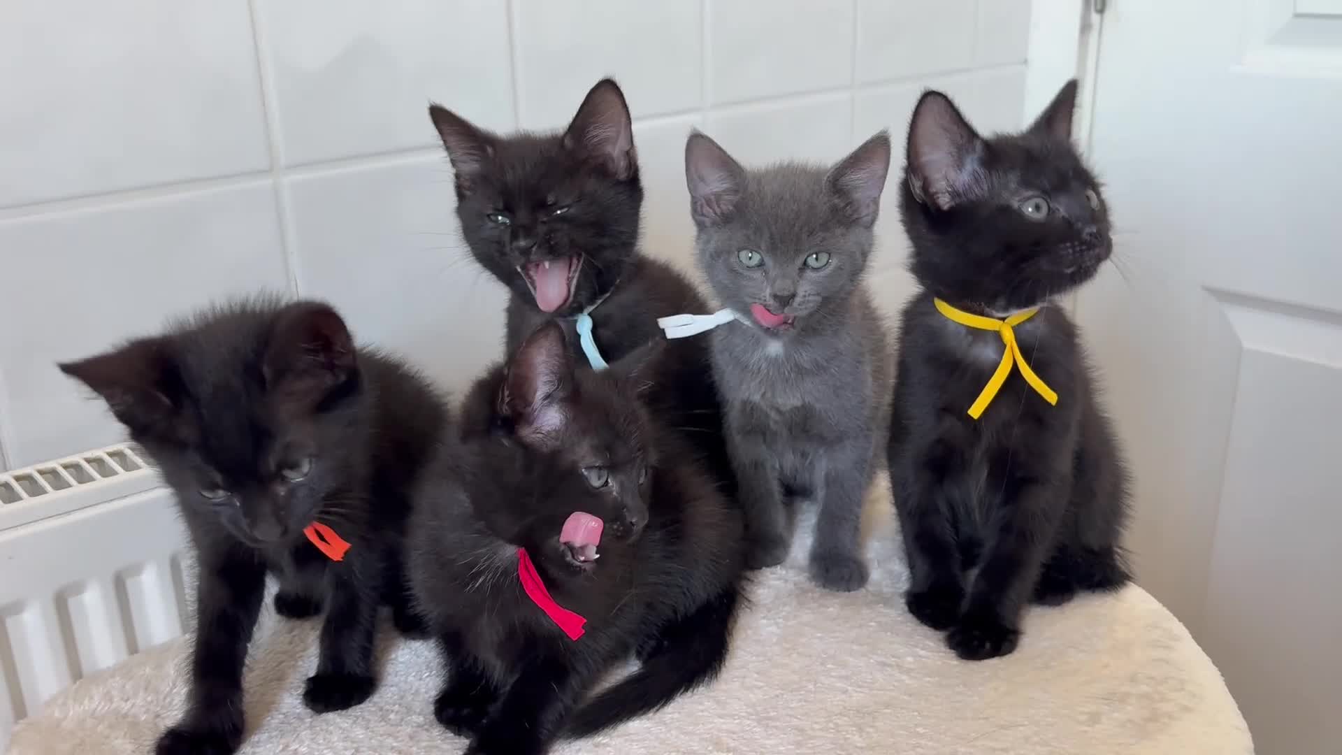 British Shorthair cats for sale: 5 little Kittens looking for new home in Chatteris - Video 1