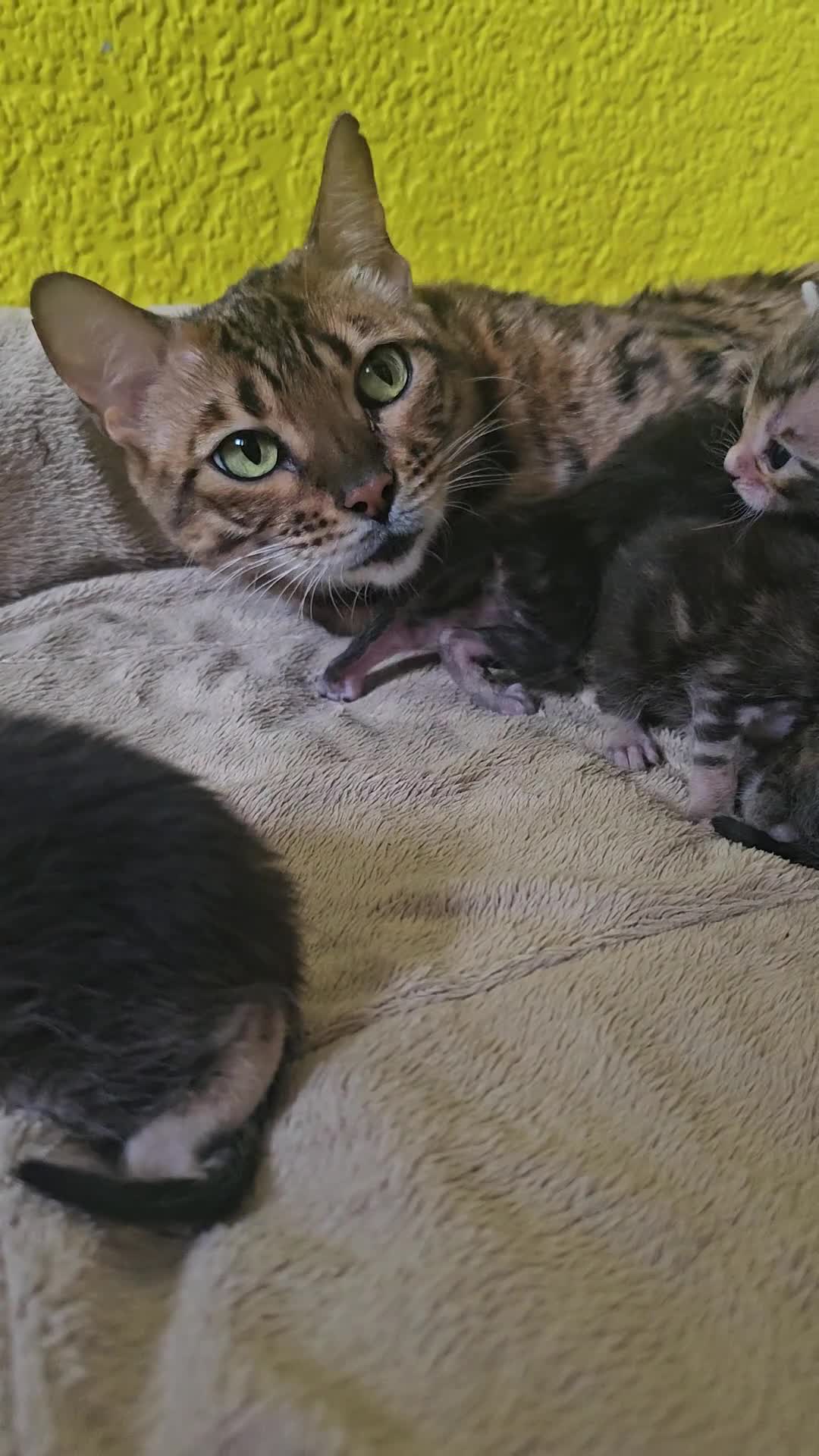 Bengal cats for sale: Adorable Bengal Kittens - Video 1