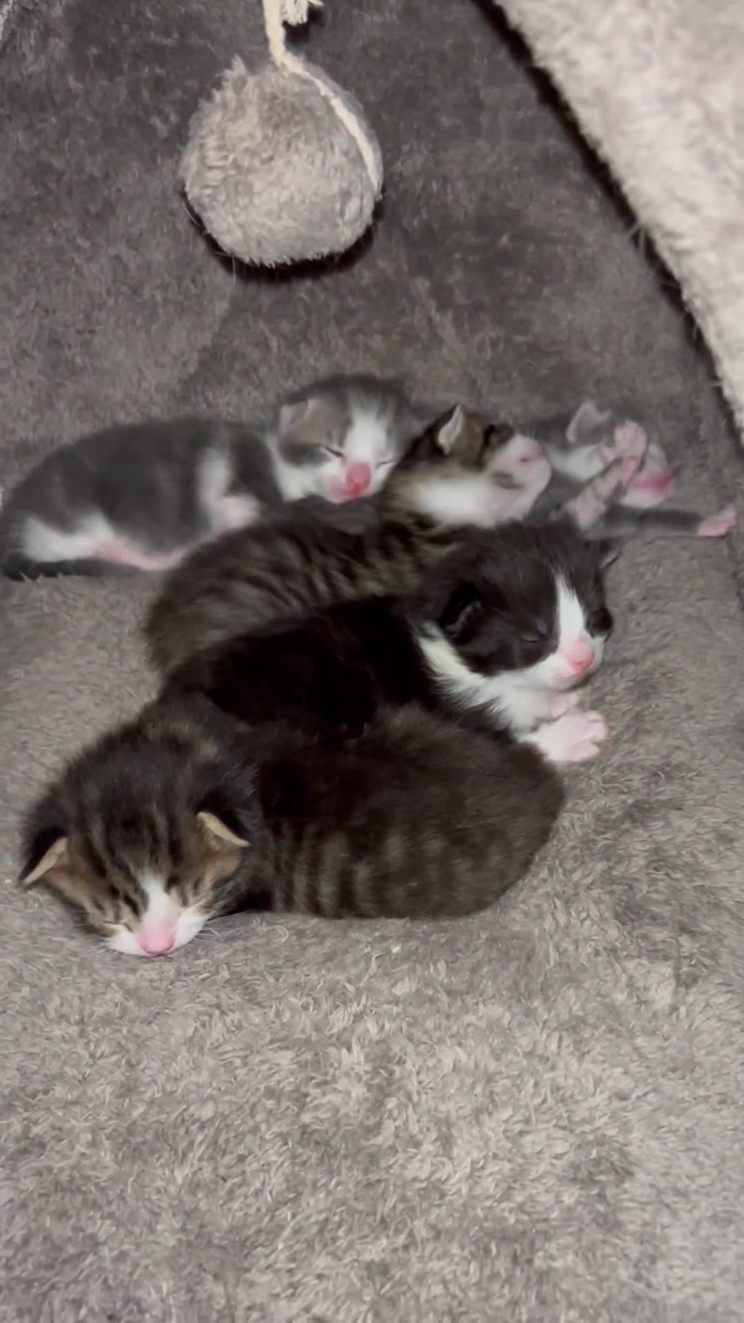 Mixed Breed cats for sale: 5 gorgeous kittens - Video 1