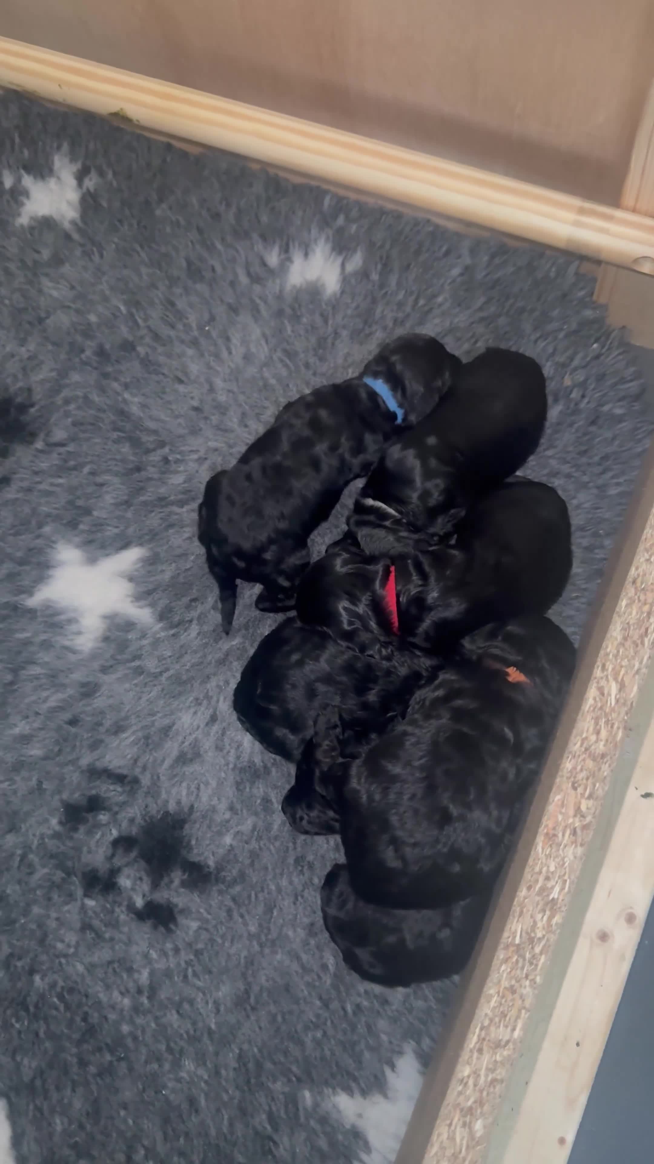 Cockapoo dogs for sale: F1B Cockapoo puppies… **Now Available to View** - Video 1