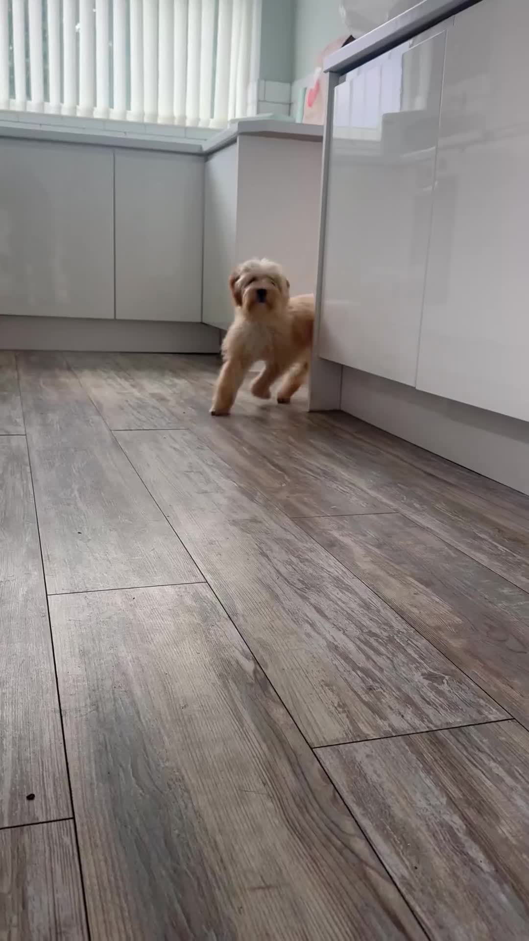 Morkie dogs for sale: 2 male morkies for sale  - Video 1