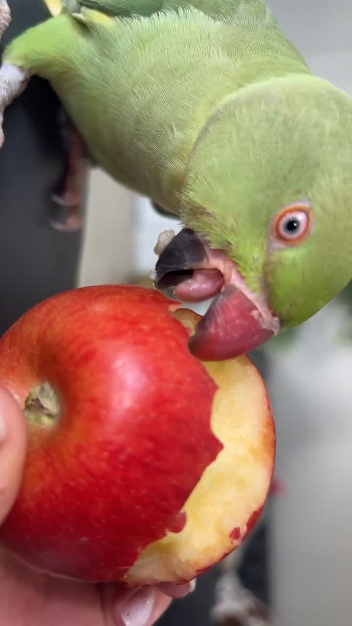 Parakeets birds for sale: 6 Month Old Female Indian Ringneck Parakeet  - Video 1