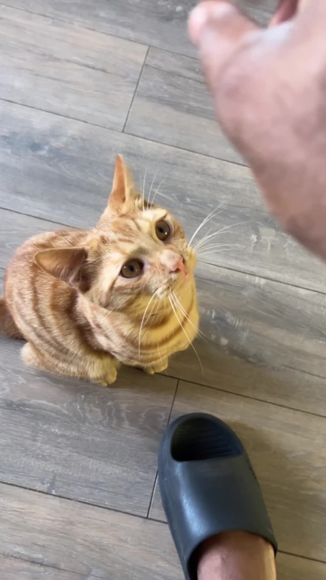 Mixed Breed cats for sale: Ginger Boy - Video 1