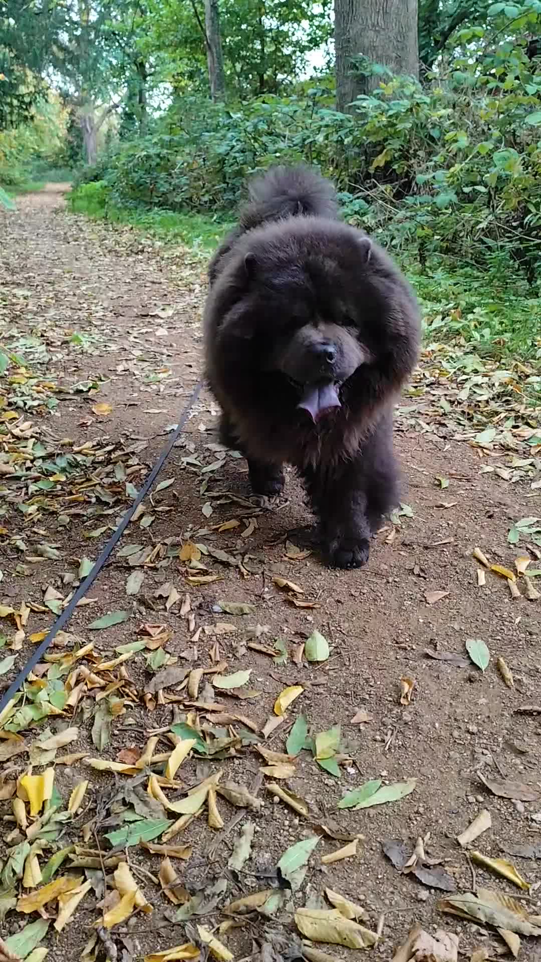 Chow Chow dogs for stud: Blue chow chow for stud - Video 3