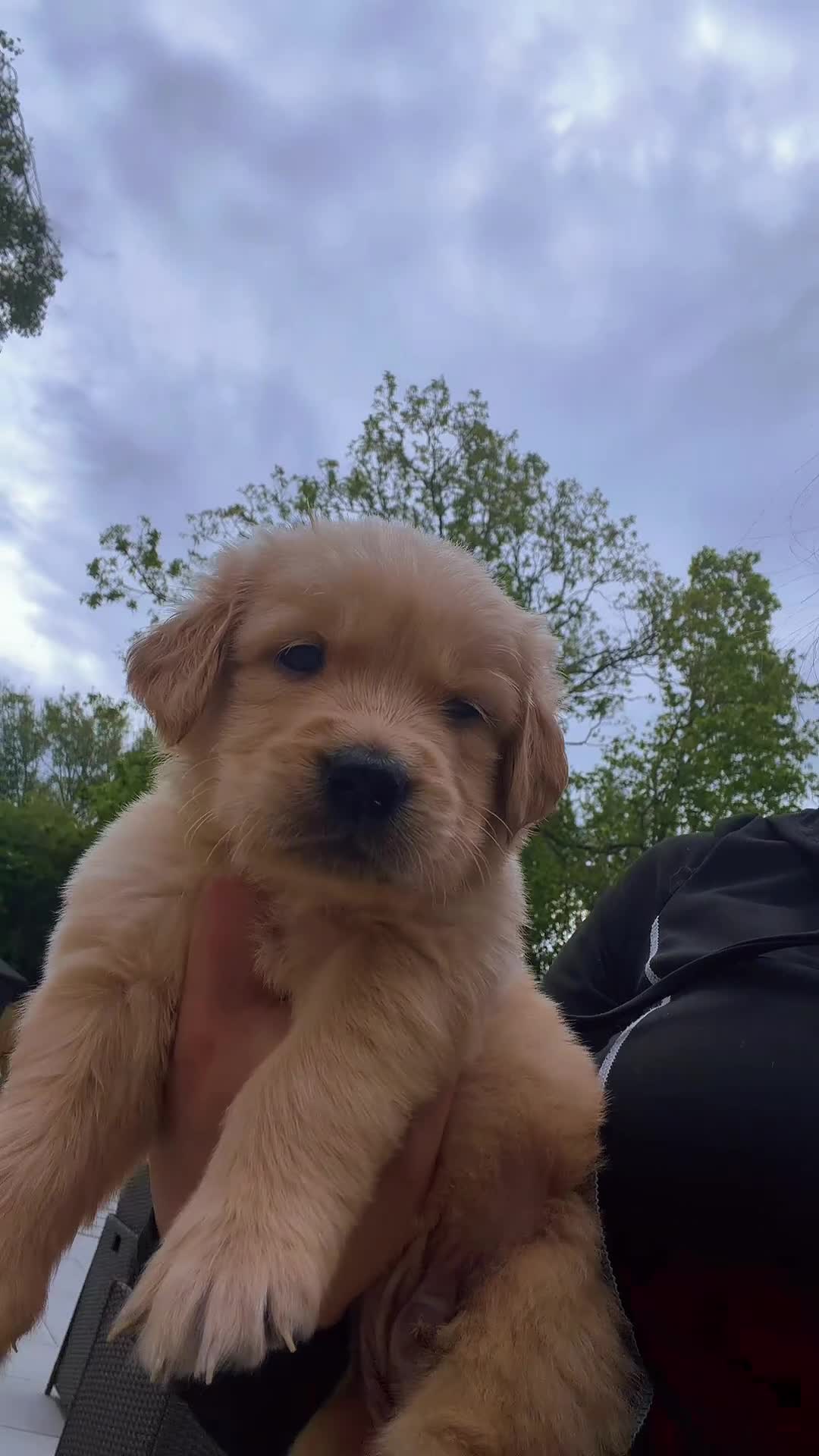 Golden Retriever dogs for sale: KC Registered Golden Retriever Boys ✨ - Video 4